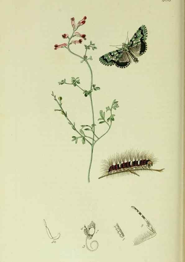 Reproducción/Reproduction 49640190758: British entomology :. London,Printed for the author,1823-1840 [i.e. 1840].. 