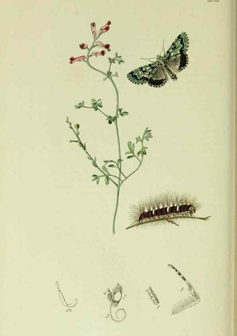 Reproducción/Reproduction 49640190758: British entomology :. London,Printed for the author,1823-1840 [i.e. 1840].. 