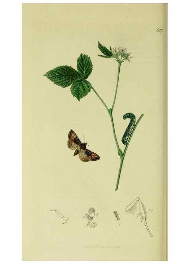 Reproducción/Reproduction 49640986967: British entomology :. London,Printed for the author,1823-1840 [i.e. 1840].. 