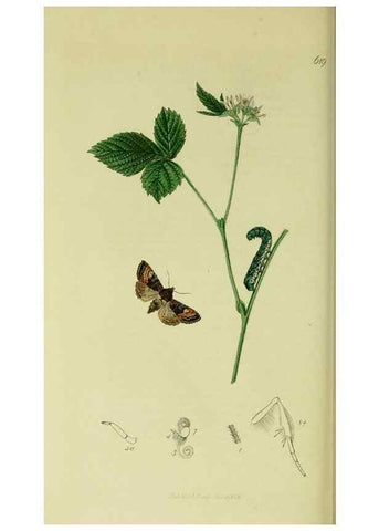 Reproducción/Reproduction 49640986967: British entomology :. London,Printed for the author,1823-1840 [i.e. 1840].. 