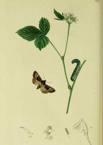 Reproducción/Reproduction 49640986967: British entomology :. London,Printed for the author,1823-1840 [i.e. 1840].. 