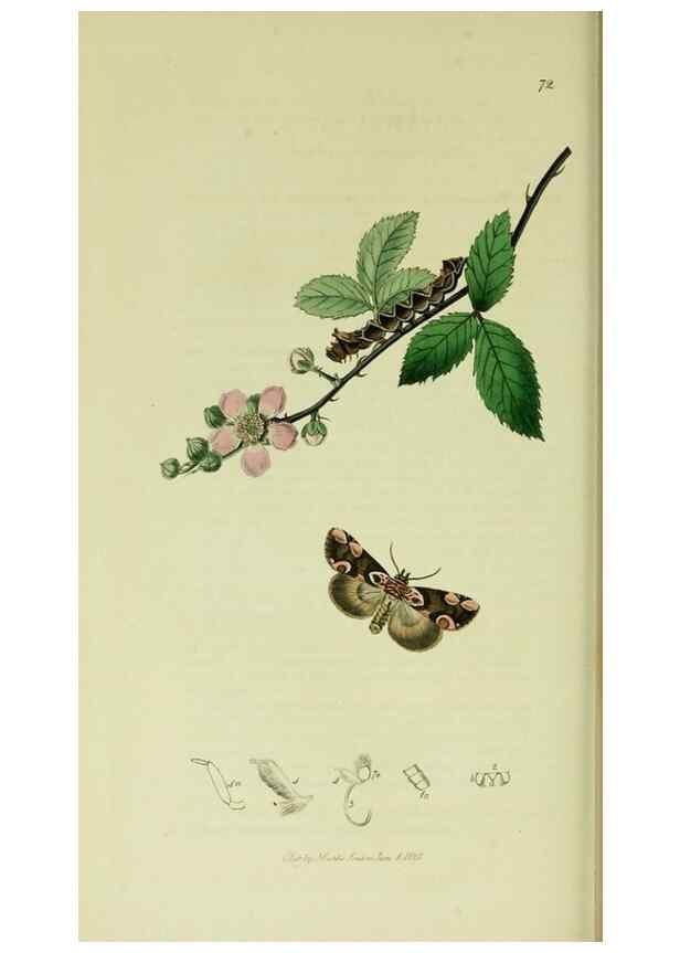 Reproducción/Reproduction 49640714056: British entomology :. London,Printed for the author,1823-1840 [i.e. 1840].. 
