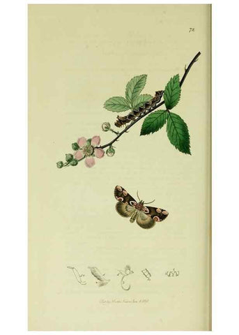Reproducción/Reproduction 49640714056: British entomology :. London,Printed for the author,1823-1840 [i.e. 1840].. 