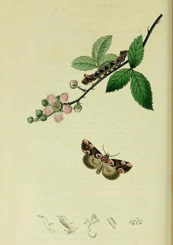 Reproducción/Reproduction 49640714056: British entomology :. London,Printed for the author,1823-1840 [i.e. 1840].. 