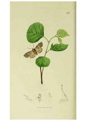 Reproducción/Reproduction 49640714326: British entomology :. London,Printed for the author,1823-1840 [i.e. 1840].. 