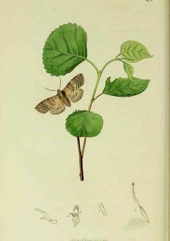 Reproducción/Reproduction 49640714326: British entomology :. London,Printed for the author,1823-1840 [i.e. 1840].. 