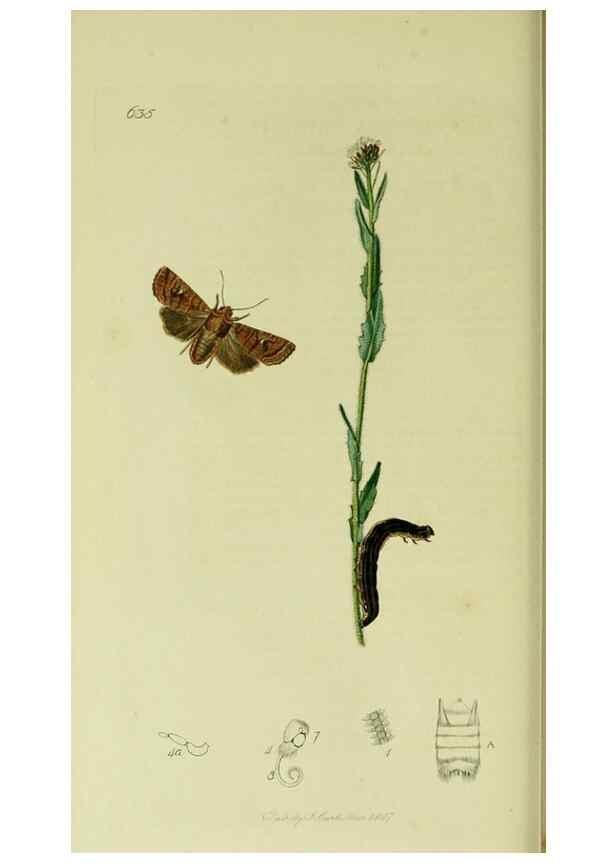 Reproducción/Reproduction 49640983547: British entomology :. London,Printed for the author,1823-1840 [i.e. 1840].. 
