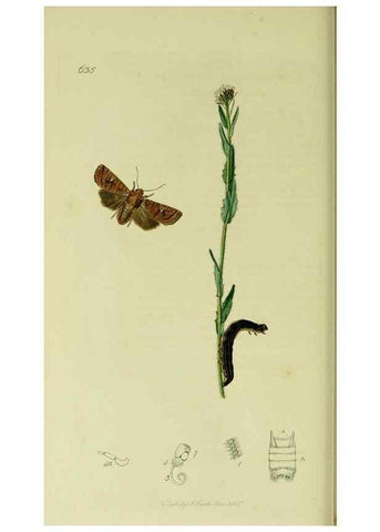 Reproducción/Reproduction 49640983547: British entomology :. London,Printed for the author,1823-1840 [i.e. 1840].. 