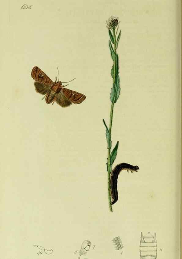Reproducción/Reproduction 49640983547: British entomology :. London,Printed for the author,1823-1840 [i.e. 1840].. 