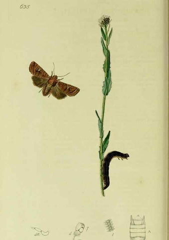 Reproducción/Reproduction 49640983547: British entomology :. London,Printed for the author,1823-1840 [i.e. 1840].. 