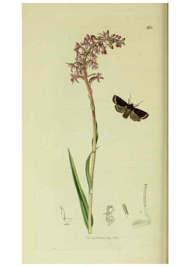 Reproducción/Reproduction 49640709781: British entomology :. London,Printed for the author,1823-1840 [i.e. 1840].. 