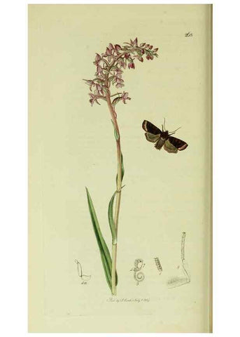 Reproducción/Reproduction 49640709781: British entomology :. London,Printed for the author,1823-1840 [i.e. 1840].. 