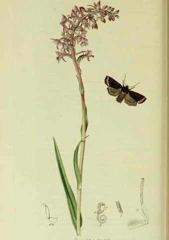 Reproducción/Reproduction 49640709781: British entomology :. London,Printed for the author,1823-1840 [i.e. 1840].. 