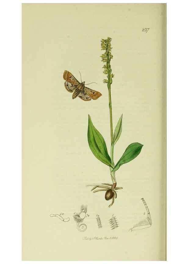 Reproducción/Reproduction 49640186743: British entomology :. London,Printed for the author,1823-1840 [i.e. 1840].. 