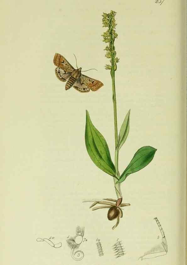 Reproducción/Reproduction 49640186743: British entomology :. London,Printed for the author,1823-1840 [i.e. 1840].. 