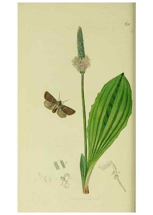 Reproducción/Reproduction 49640982737: British entomology :. London,Printed for the author,1823-1840 [i.e. 1840].. 