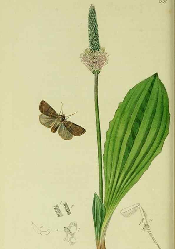 Reproducción/Reproduction 49640982737: British entomology :. London,Printed for the author,1823-1840 [i.e. 1840].. 