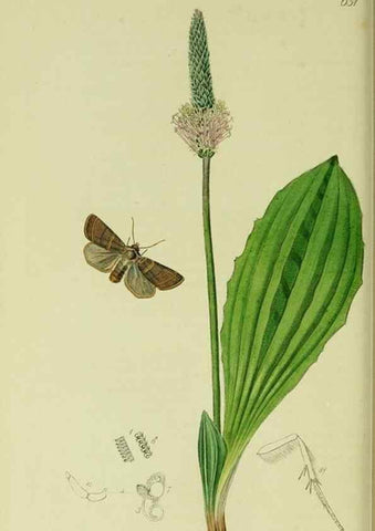 Reproducción/Reproduction 49640982737: British entomology :. London,Printed for the author,1823-1840 [i.e. 1840].. 