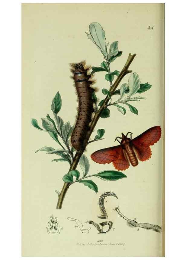 Reproducción/Reproduction 49640977672: British entomology :. London,Printed for the author,1823-1840 [i.e. 1840].. 
