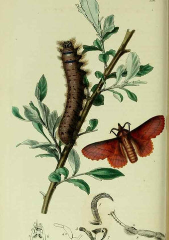 Reproducción/Reproduction 49640977672: British entomology :. London,Printed for the author,1823-1840 [i.e. 1840].. 