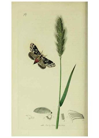 Reproducción/Reproduction 49640977957: British entomology :. London,Printed for the author,1823-1840 [i.e. 1840].. 