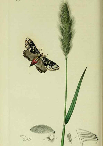 Reproducción/Reproduction 49640977957: British entomology :. London,Printed for the author,1823-1840 [i.e. 1840].. 