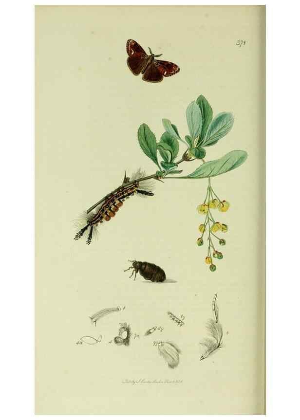 Reproducción/Reproduction 49640978277: British entomology :. London,Printed for the author,1823-1840 [i.e. 1840].. 