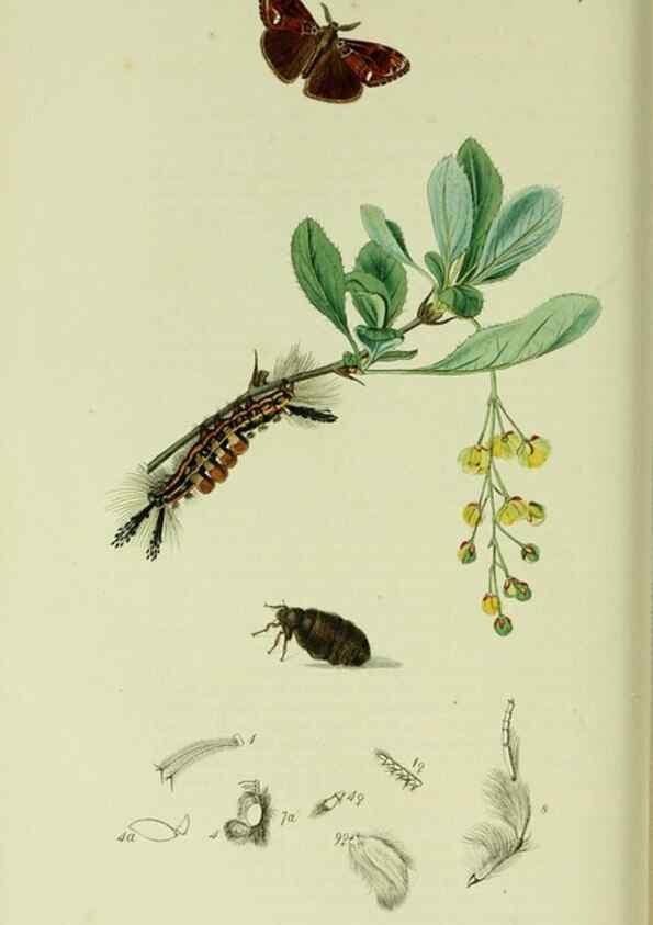Reproducción/Reproduction 49640978277: British entomology :. London,Printed for the author,1823-1840 [i.e. 1840].. 