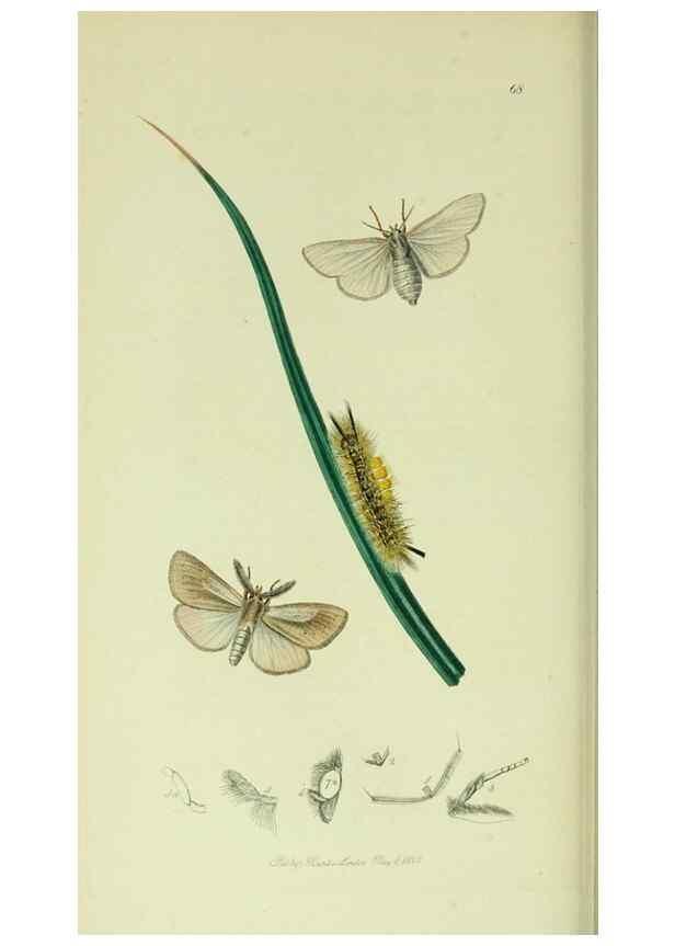 Reproducción/Reproduction 49640182358: British entomology :. London,Printed for the author,1823-1840 [i.e. 1840].. 