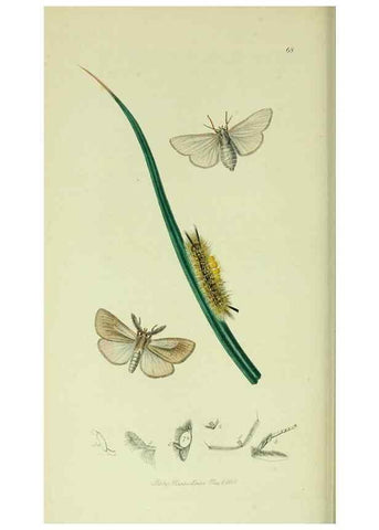 Reproducción/Reproduction 49640182358: British entomology :. London,Printed for the author,1823-1840 [i.e. 1840].. 