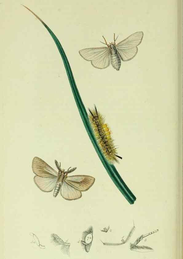 Reproducción/Reproduction 49640182358: British entomology :. London,Printed for the author,1823-1840 [i.e. 1840].. 