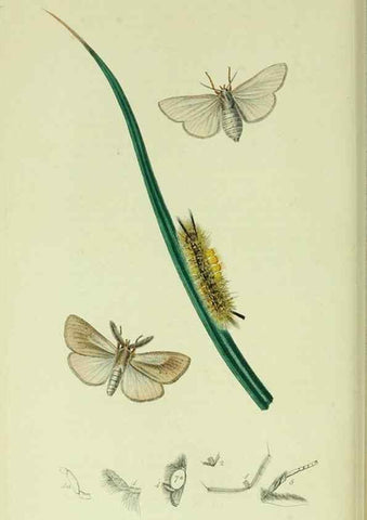 Reproducción/Reproduction 49640182358: British entomology :. London,Printed for the author,1823-1840 [i.e. 1840].. 