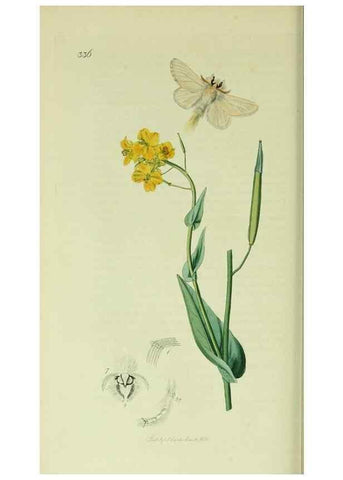 Reproducción/Reproduction 49640182703: British entomology :. London,Printed for the author,1823-1840 [i.e. 1840].. 