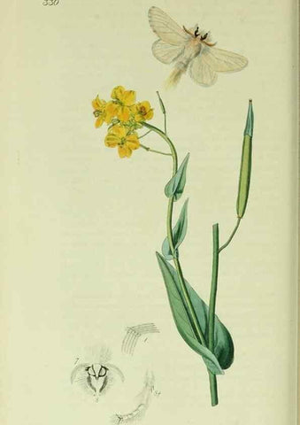 Reproducción/Reproduction 49640182703: British entomology :. London,Printed for the author,1823-1840 [i.e. 1840].. 