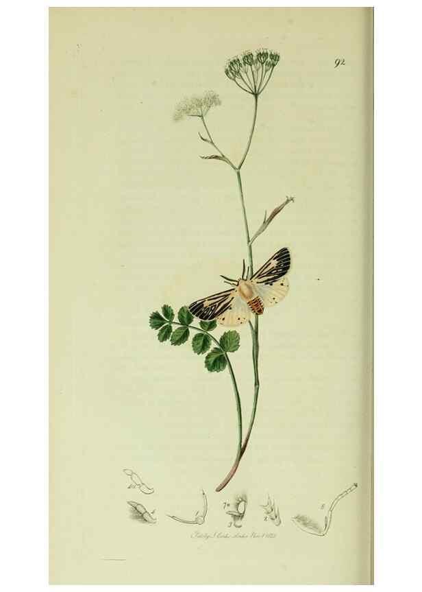 Reproducción/Reproduction 49640705966: British entomology :. London,Printed for the author,1823-1840 [i.e. 1840].. 