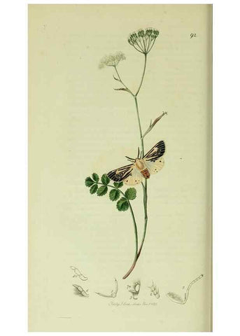 Reproducción/Reproduction 49640705966: British entomology :. London,Printed for the author,1823-1840 [i.e. 1840].. 