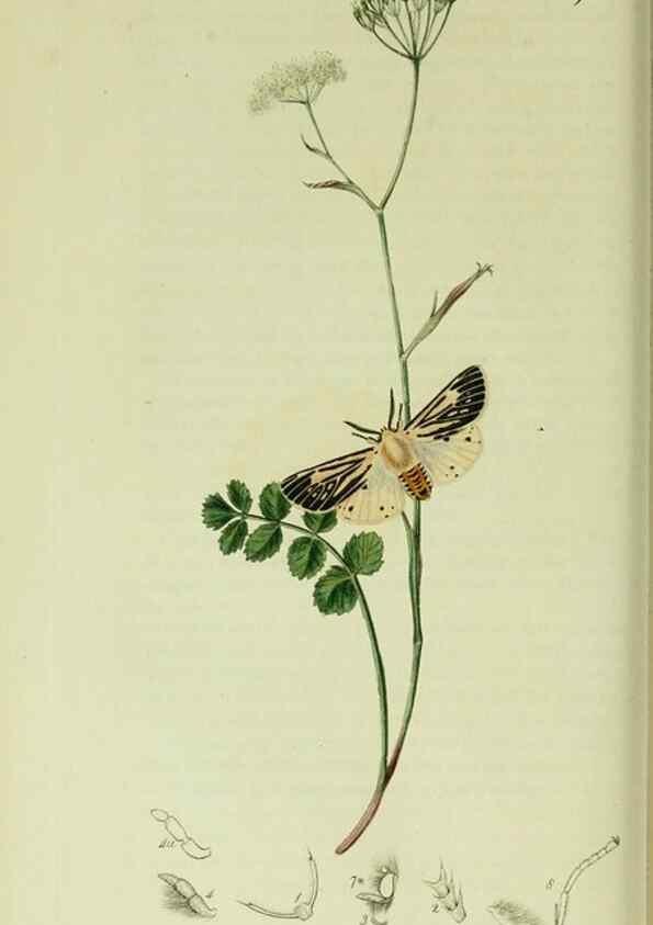 Reproducción/Reproduction 49640705966: British entomology :. London,Printed for the author,1823-1840 [i.e. 1840].. 