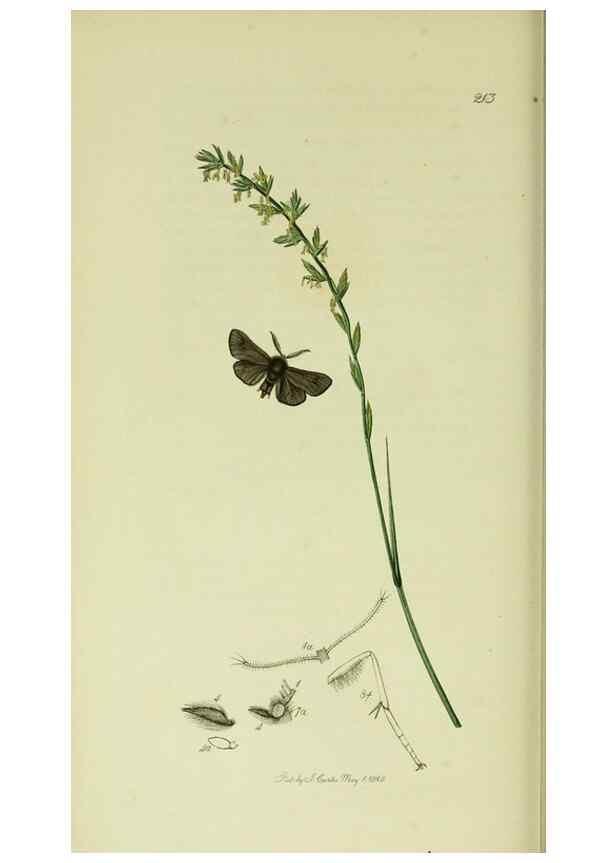 Reproducción/Reproduction 49640706236: British entomology :. London,Printed for the author,1823-1840 [i.e. 1840].. 