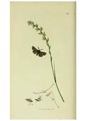 Reproducción/Reproduction 49640706236: British entomology :. London,Printed for the author,1823-1840 [i.e. 1840].. 