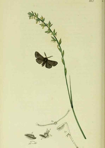 Reproducción/Reproduction 49640706236: British entomology :. London,Printed for the author,1823-1840 [i.e. 1840].. 