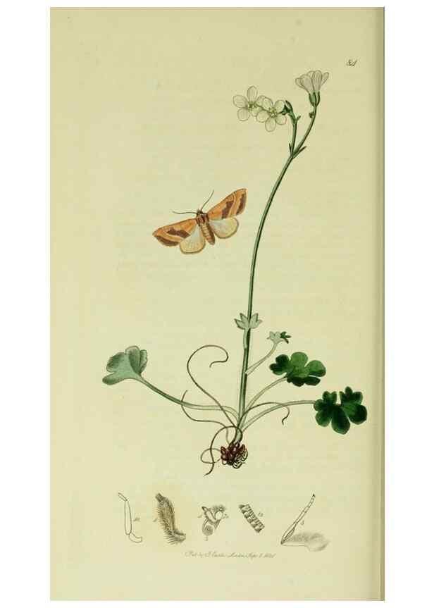 Reproducción/Reproduction 49640987632: British entomology :. London,Printed for the author,1823-1840 [i.e. 1840].. 