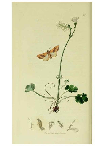 Reproducción/Reproduction 49640987632: British entomology :. London,Printed for the author,1823-1840 [i.e. 1840].. 