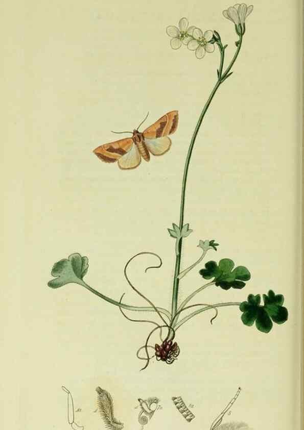Reproducción/Reproduction 49640987632: British entomology :. London,Printed for the author,1823-1840 [i.e. 1840].. 