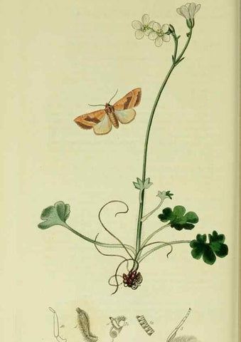 Reproducción/Reproduction 49640987632: British entomology :. London,Printed for the author,1823-1840 [i.e. 1840].. 