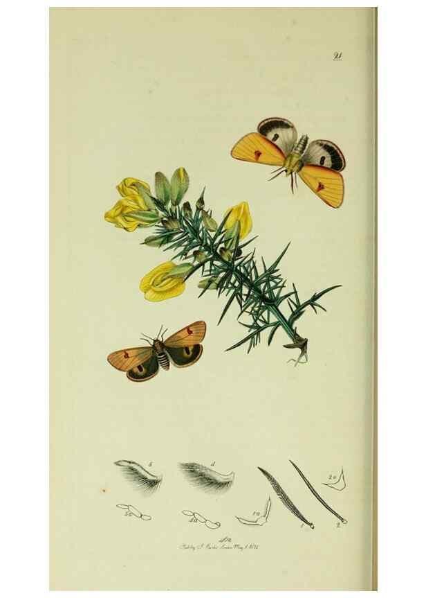 Reproducción/Reproduction 49640183743: British entomology :. London,Printed for the author,1823-1840 [i.e. 1840].. 