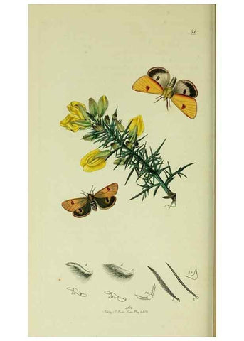 Reproducción/Reproduction 49640183743: British entomology :. London,Printed for the author,1823-1840 [i.e. 1840].. 