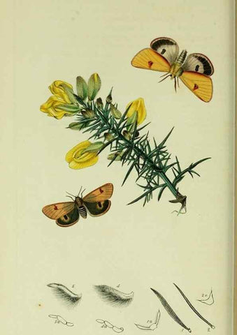 Reproducción/Reproduction 49640183743: British entomology :. London,Printed for the author,1823-1840 [i.e. 1840].. 