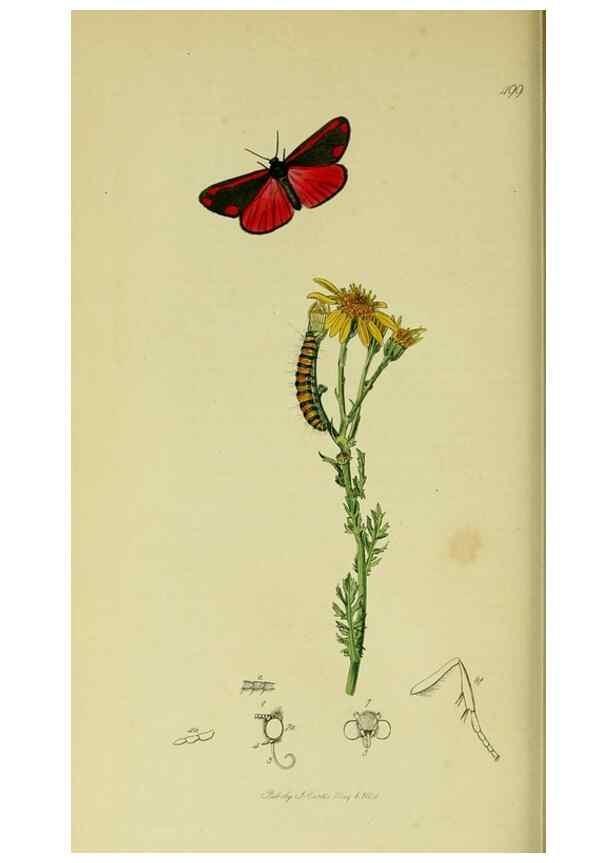 Reproducción/Reproduction 49640980787: British entomology :. London,Printed for the author,1823-1840 [i.e. 1840].. 