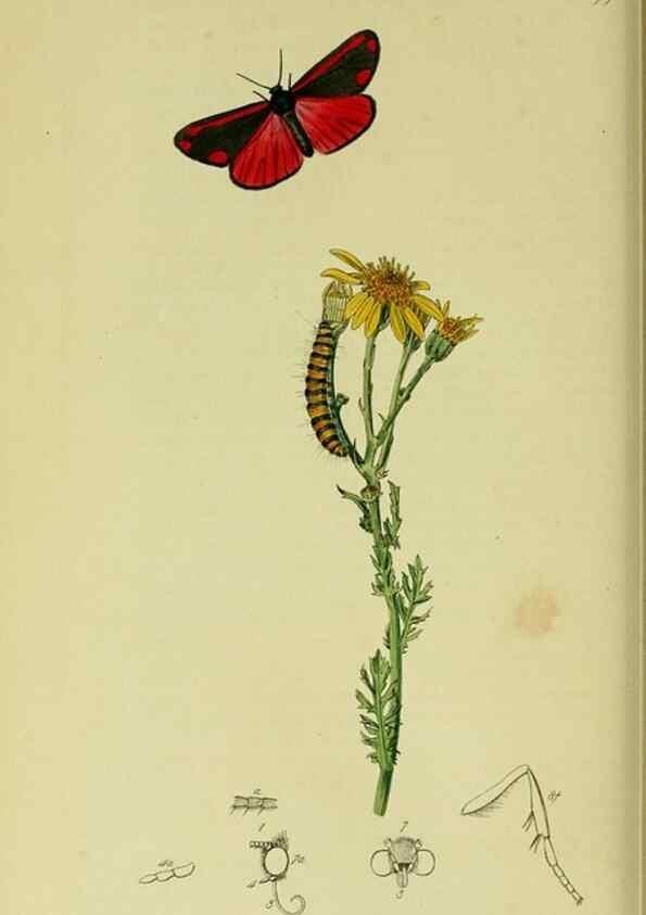 Reproducción/Reproduction 49640980787: British entomology :. London,Printed for the author,1823-1840 [i.e. 1840].. 