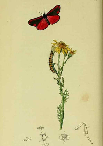 Reproducción/Reproduction 49640980787: British entomology :. London,Printed for the author,1823-1840 [i.e. 1840].. 